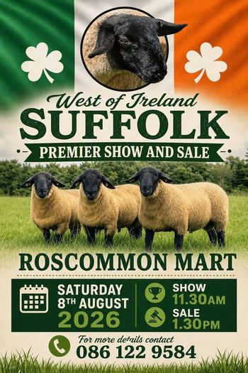 Suffolk Ram Sale Saturday 8th August Roscommon Mar