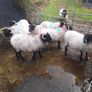 ewes Image 2