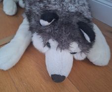 large husky dog teddy