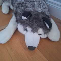 large husky dog teddy