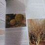 The Hillier Gardener's Guides/ Shrubs/ 2005 Image 6
