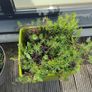 5 plants and garden stuff Image 2