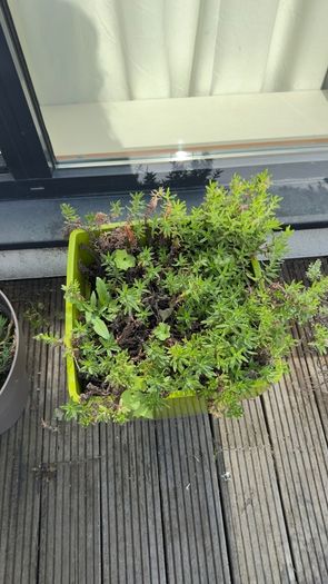5 plants and garden stuff