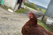 Young rooster