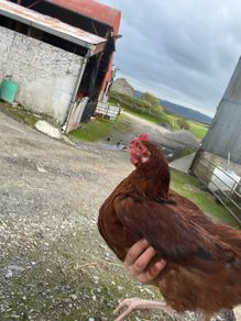 Young rooster