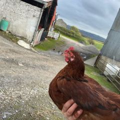 Young rooster