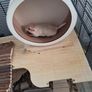 gerbils Image 2