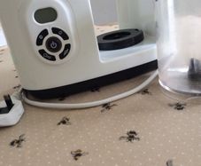 tommee tippee steamer/ liquid set