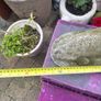 garden decor Image 3