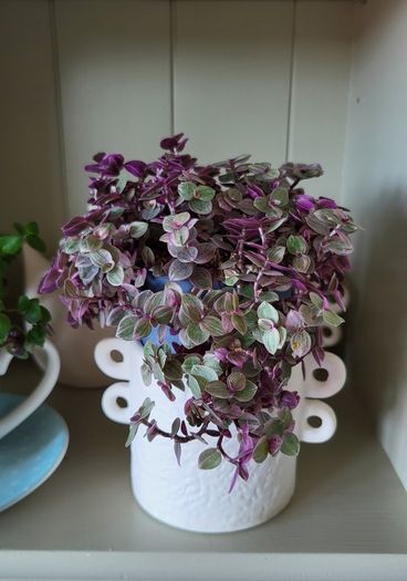 Trailing House Plants.