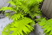 garden plants