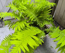 garden plants