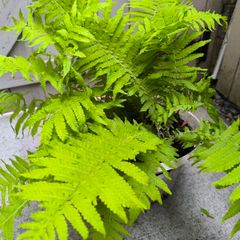 garden plants