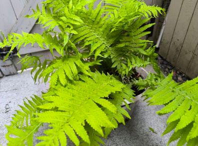 garden plants