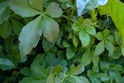 Cissus striata - fast growing evergreen climber