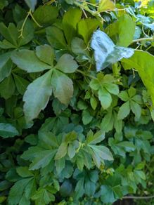 Cissus striata - fast growing evergreen climber