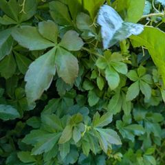 Cissus striata - fast growing evergreen climber