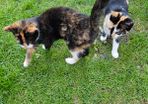 cat adaptio