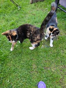 cat adaptio