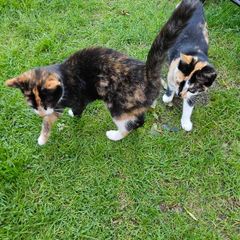 cat adaptio