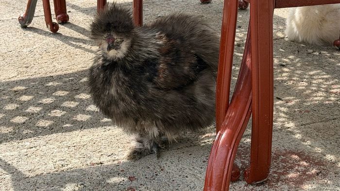 Silkie roaster