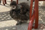 Silkie roaster