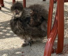 Silkie roaster