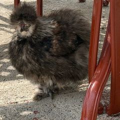 Silkie roaster
