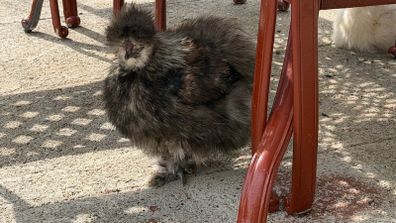 Silkie roaster