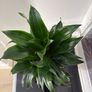 indoor plant Image 2
