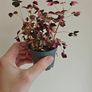 Oxalis Image 2