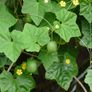 (C) Mexican Sour Gherkin Melothria seeds (20s) (125678) Image 2