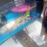 cage hamster ginnie pig Image 4