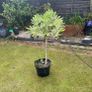 Japonica Fatsia Variegated Image 3