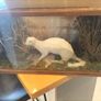 taxidermy Image 3