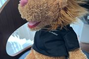teddy bear