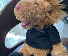 teddy bear