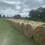 Organic Hay Image 5