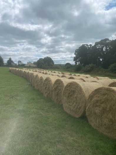 Organic Hay