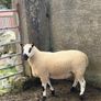 Smashing pb nr Kerry hill ram Image 4