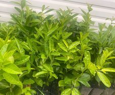 Laurel hedging 1.5ft