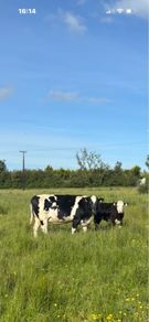 5 star 3rd calver