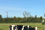 5 star 3rd calver