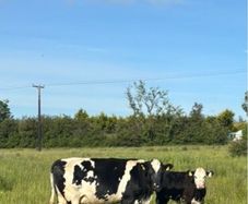 5 star 3rd calver