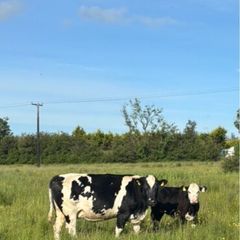 5 star 3rd calver