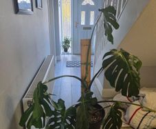 monstera deliciosa