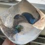 Amanda Murphy Ceramic Bowl Image 2