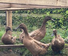 Ducks and Geese