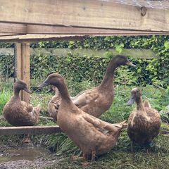 Ducks and Geese