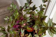 tradescantia zebrina